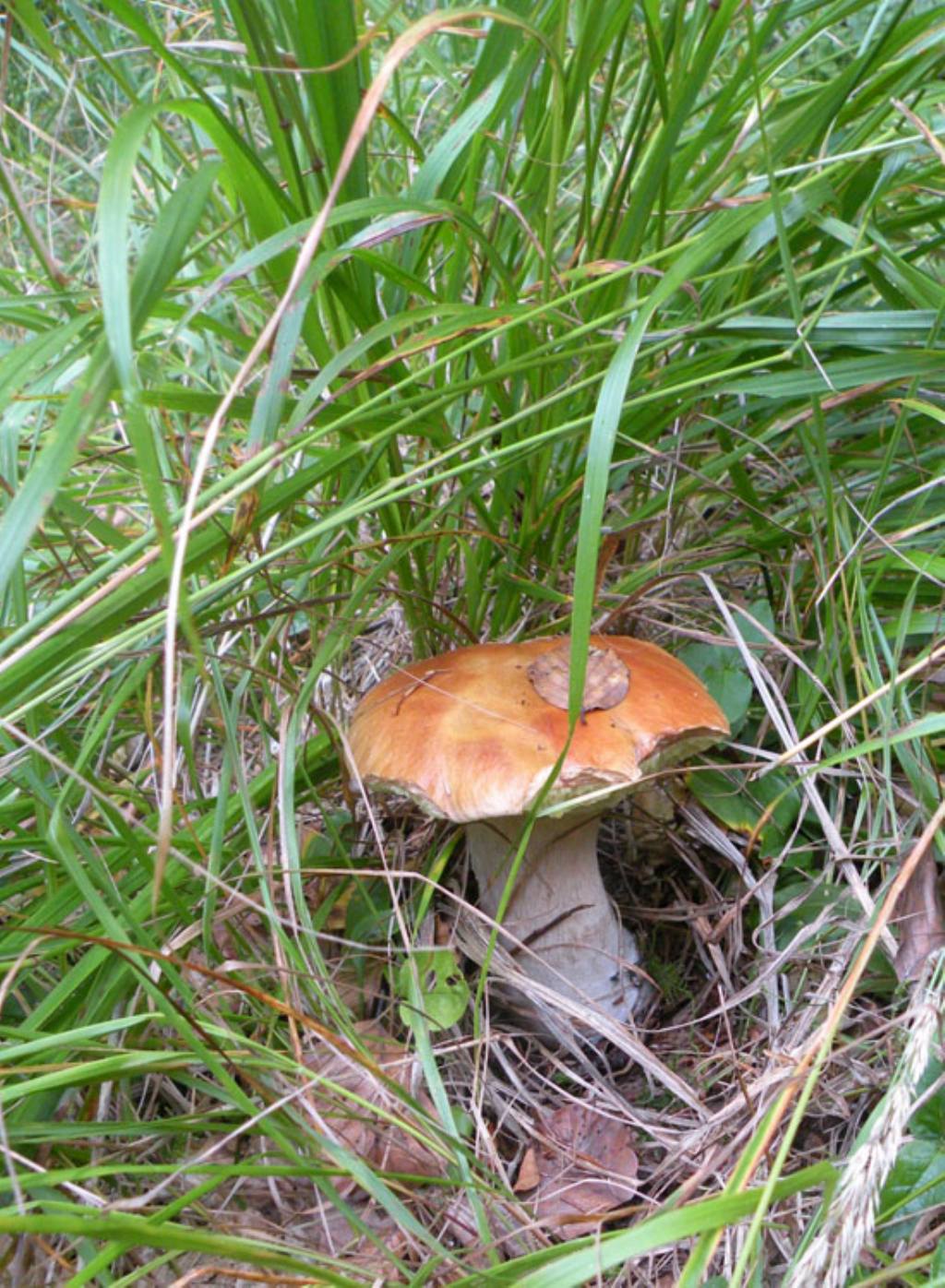 Boletaceae mangiucchiata